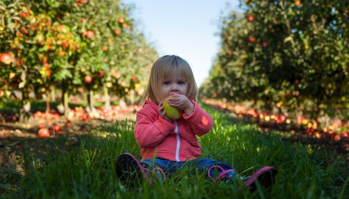 Young girl sat tasting apple among apple trees