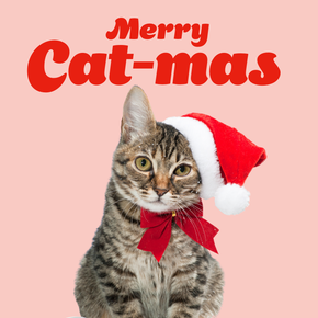 Cat - Merry Cat-mas
