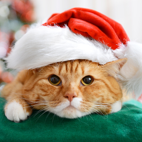 Cat - Santa hat