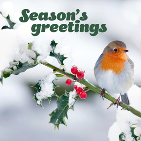 Robin on holly tree branch